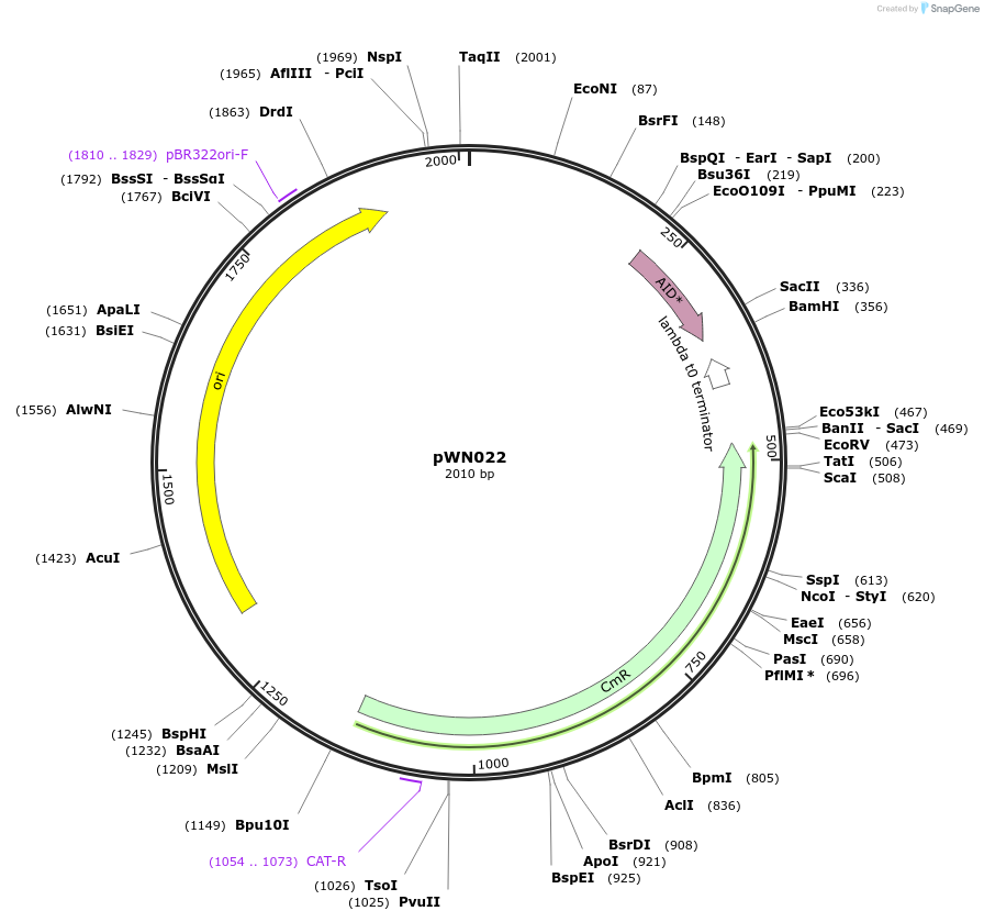 233814-plasmid-map-sequence-id-469335