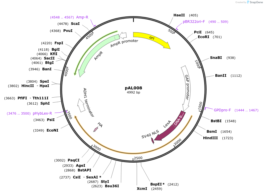 233849-plasmid-map-sequence-id-469336
