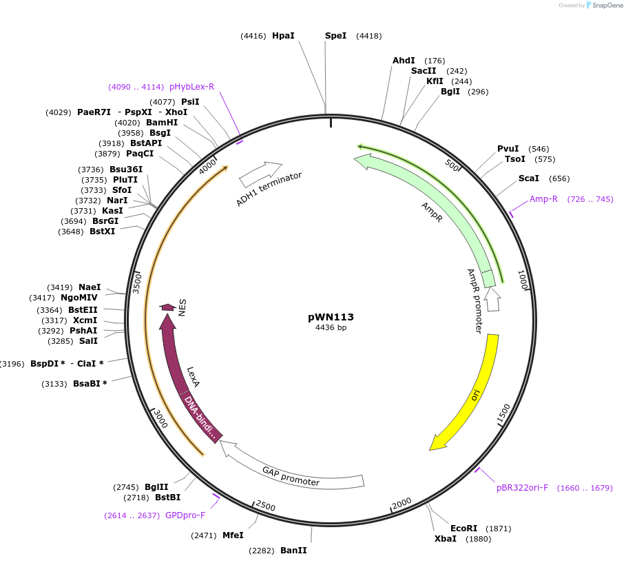 233862-plasmid-map-sequence-id-469337