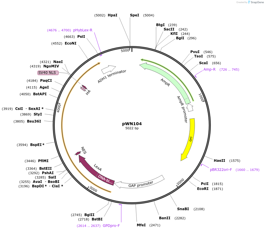 233861-plasmid-map-sequence-id-469338