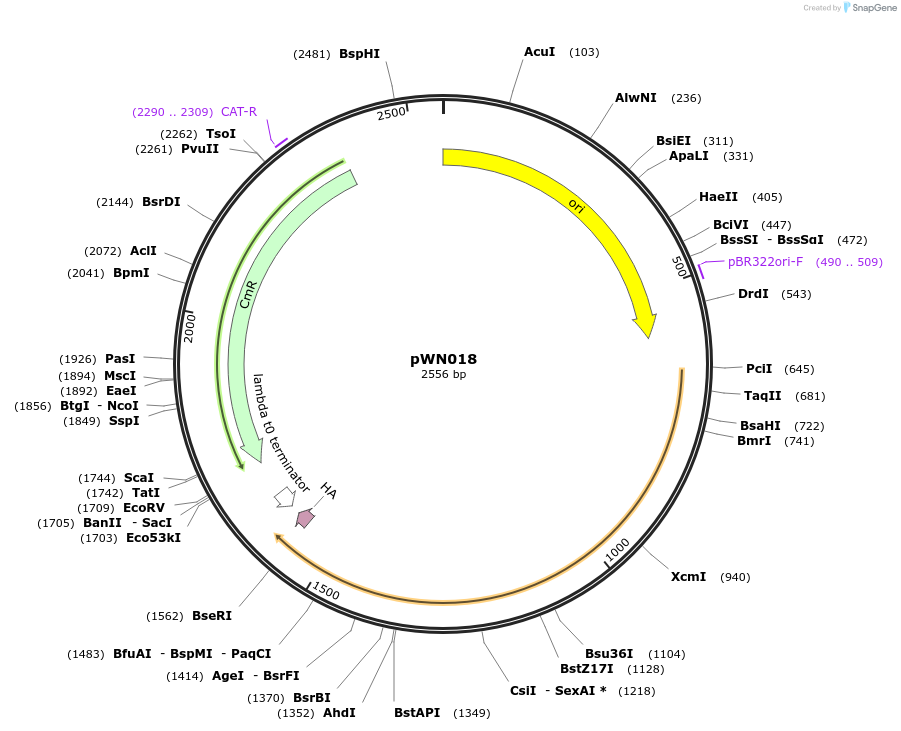 233818-plasmid-map-sequence-id-469339