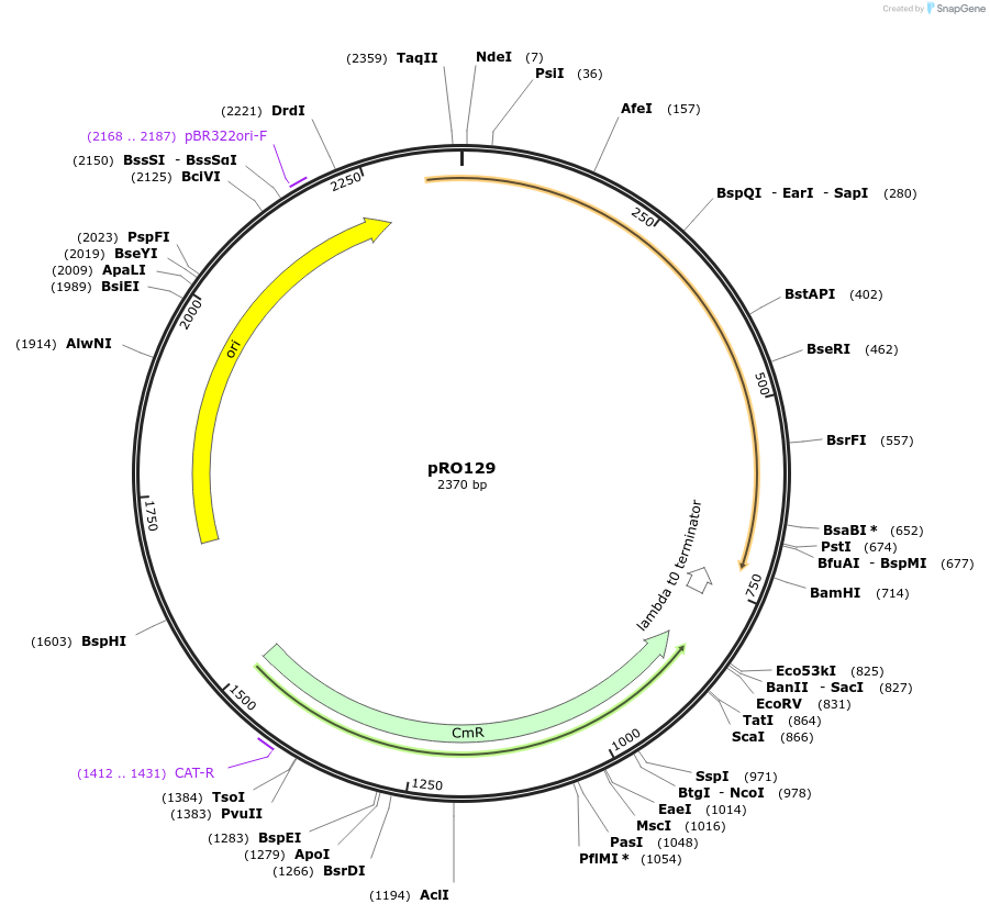 233805-plasmid-map-sequence-id-469343