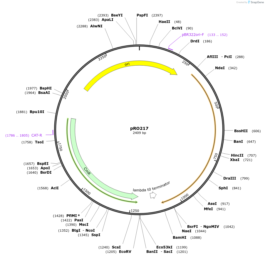 233807-plasmid-map-sequence-id-469344