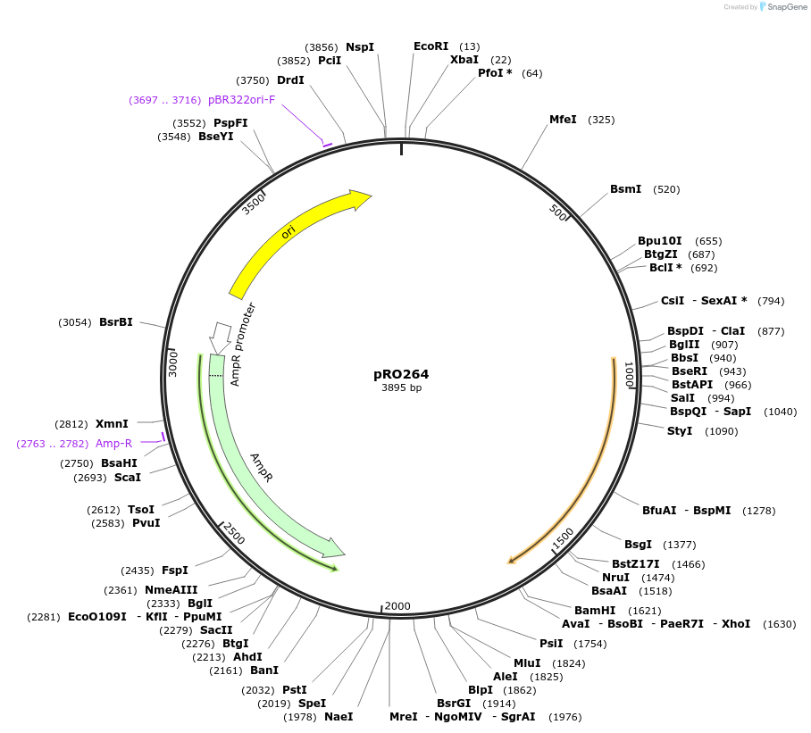 233834-plasmid-map-sequence-id-469346