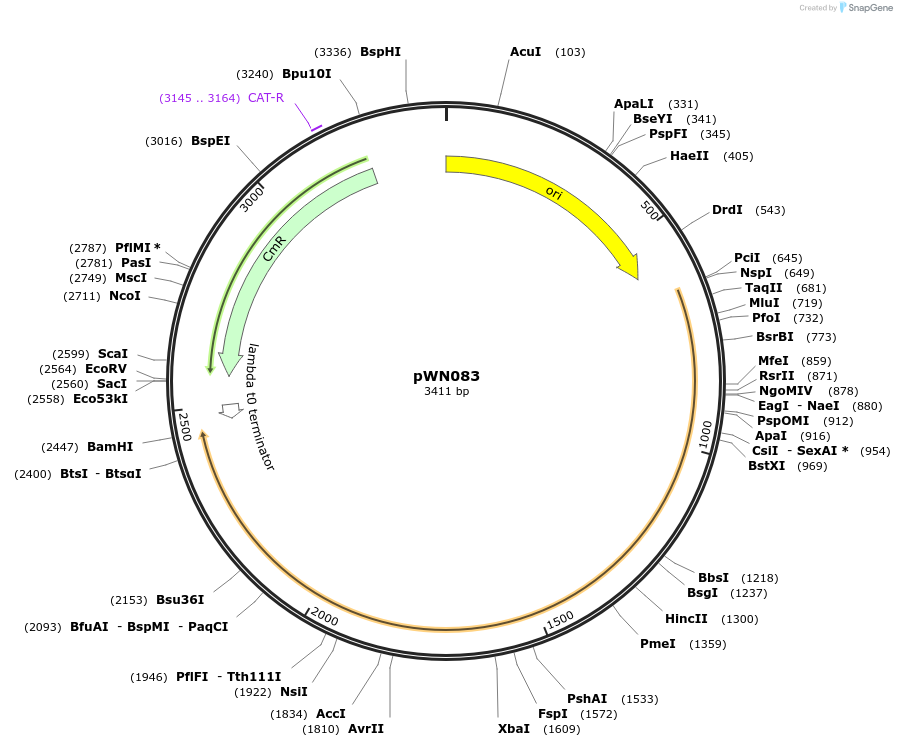 233816-plasmid-map-sequence-id-469350