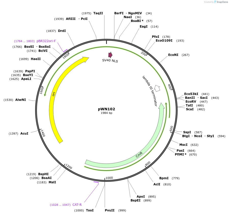 233828-plasmid-map-sequence-id-469352