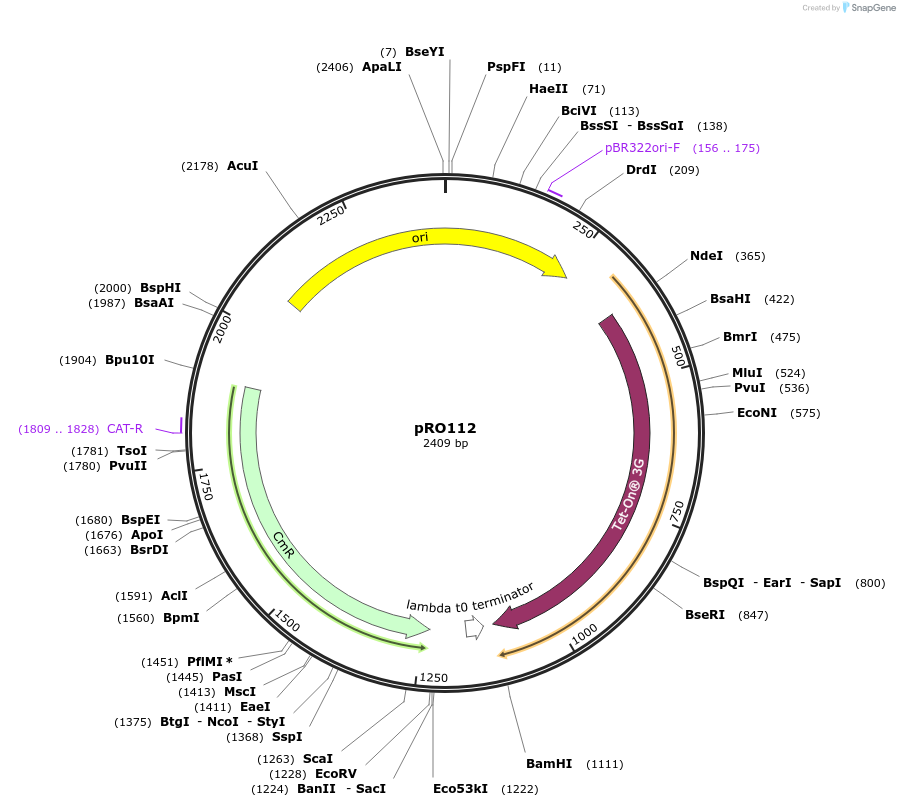 233806-plasmid-map-sequence-id-469353