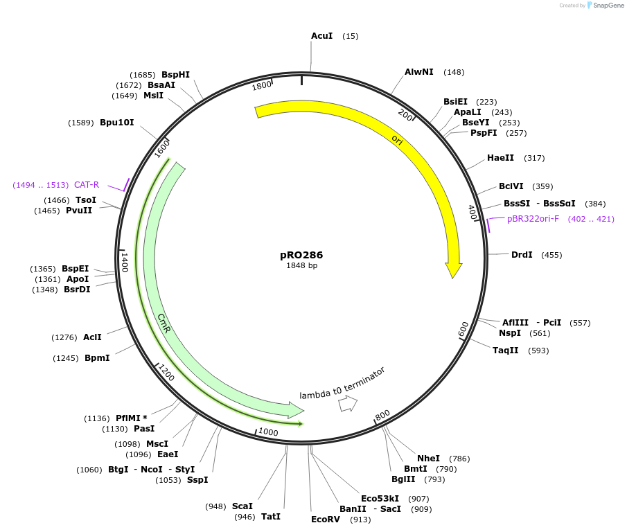 233812-plasmid-map-sequence-id-469354