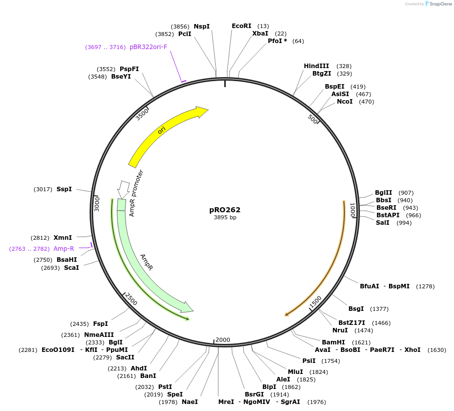 233832-plasmid-map-sequence-id-469355