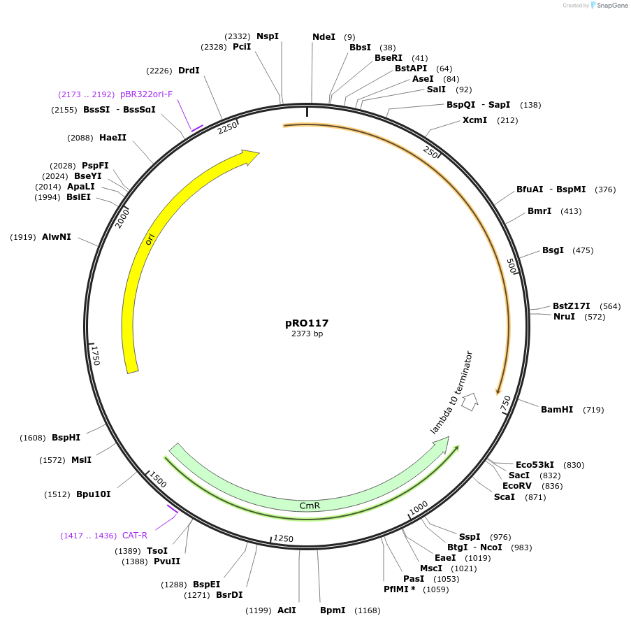233823-plasmid-map-sequence-id-469358
