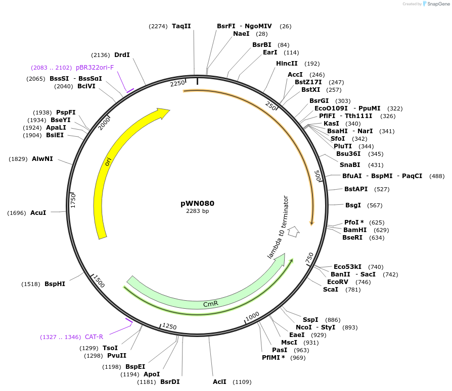 233820-plasmid-map-sequence-id-469359