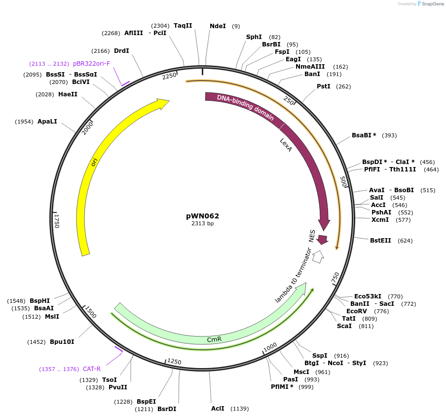 233822-plasmid-map-sequence-id-469360