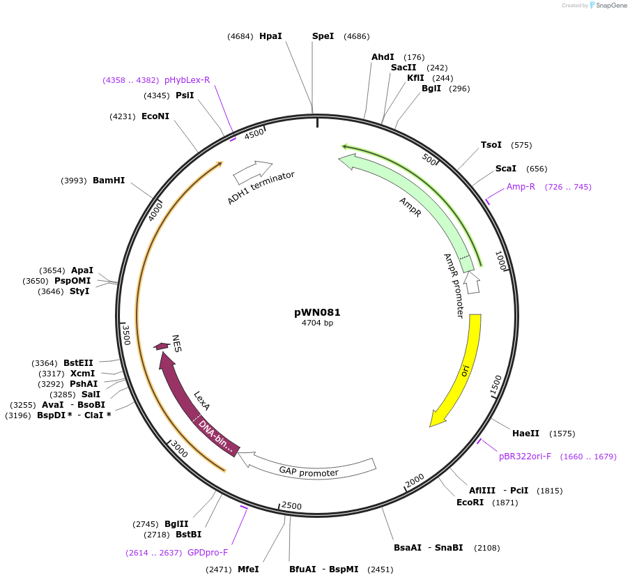 233858-plasmid-map-sequence-id-469362