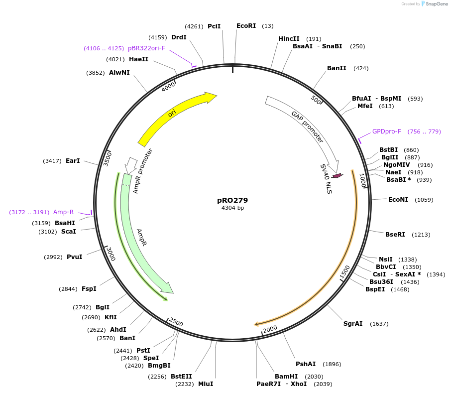 233845-plasmid-map-sequence-id-469363