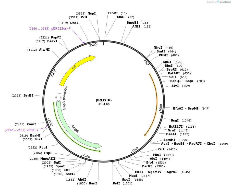 233847-plasmid-map-sequence-id-469364