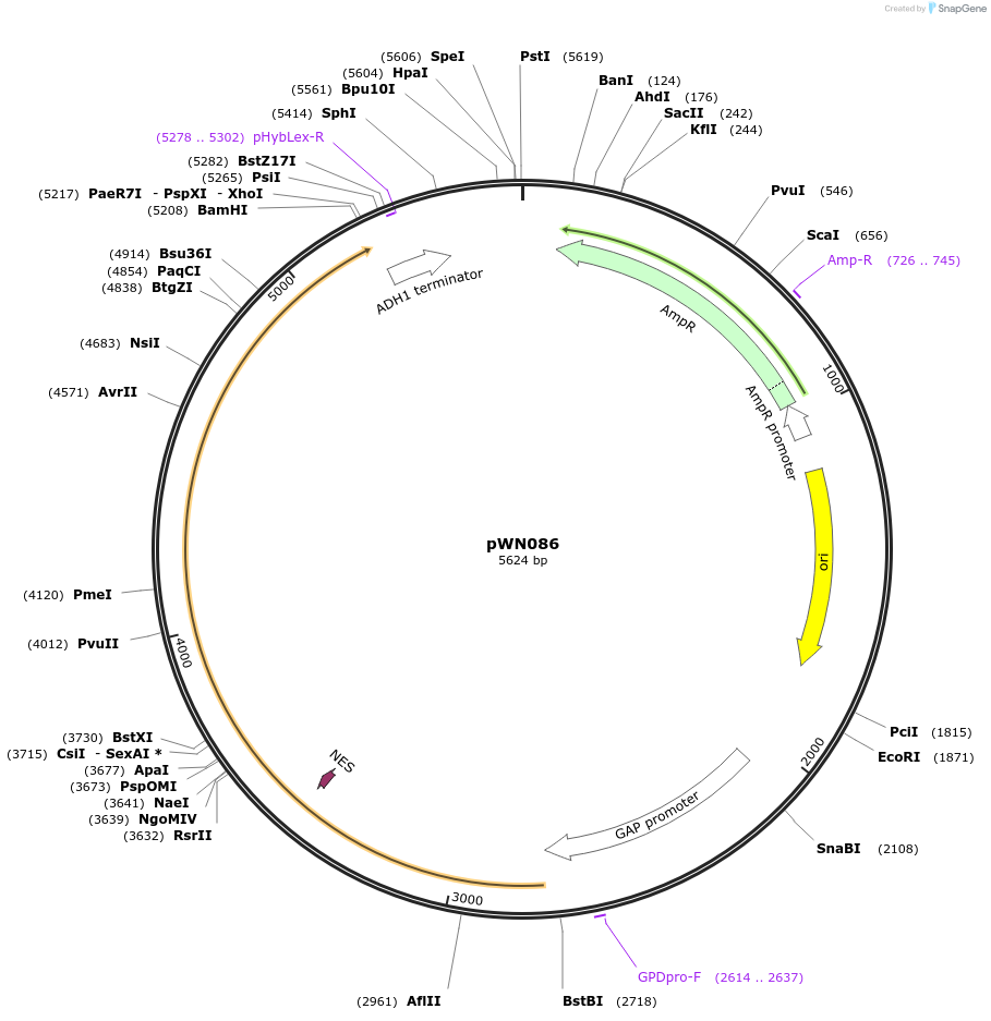 233859-plasmid-map-sequence-id-469365