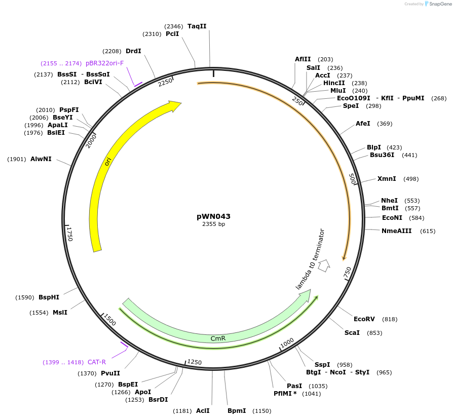 233821-plasmid-map-sequence-id-469366