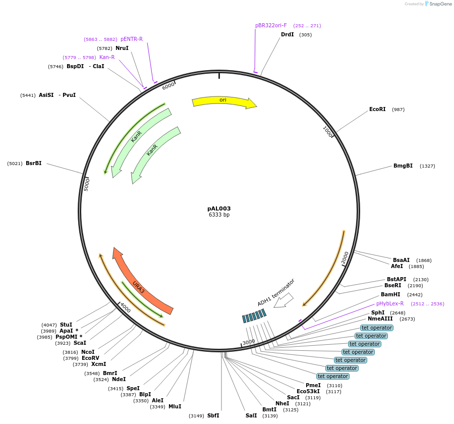 233864-plasmid-map-sequence-id-469367
