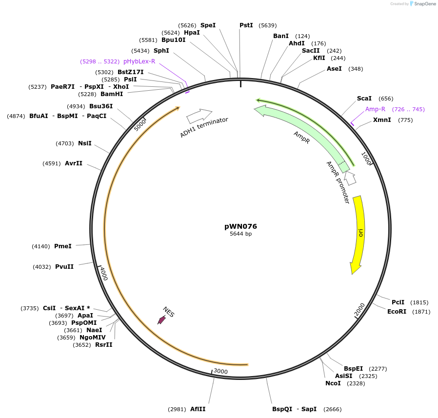 233857-plasmid-map-sequence-id-469369