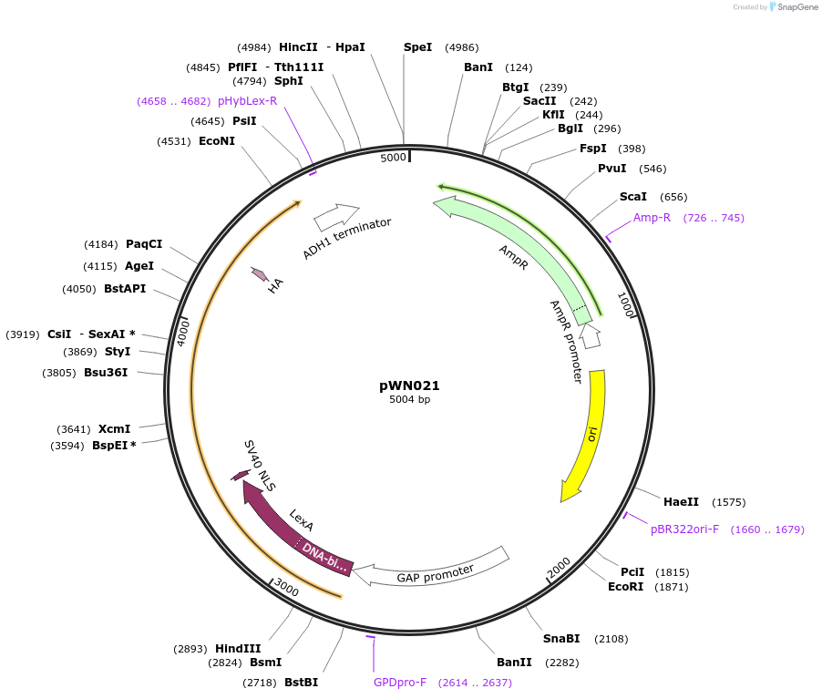 233851-plasmid-map-sequence-id-469370