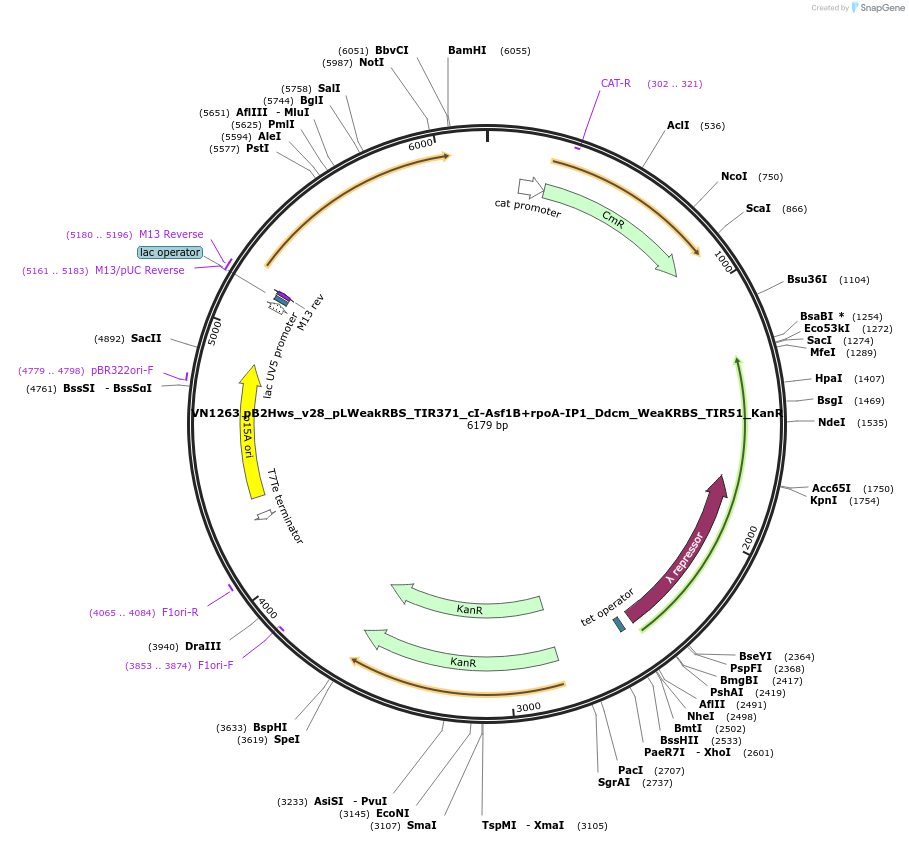 235115-plasmid-map-sequence-id-469386