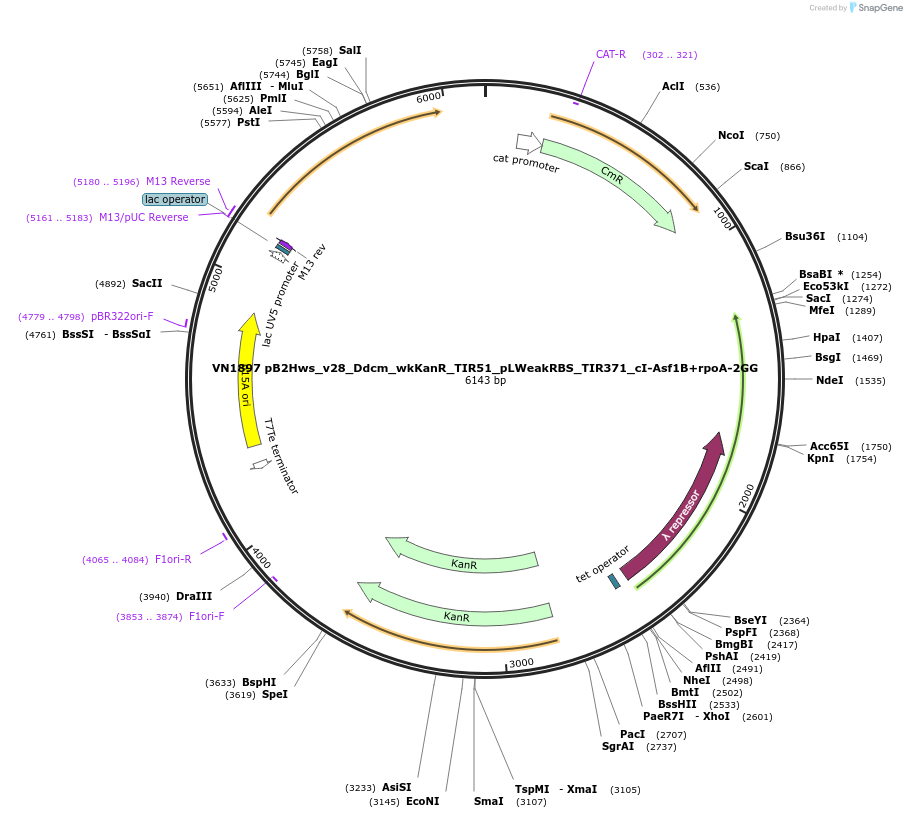 235119-plasmid-map-sequence-id-469387