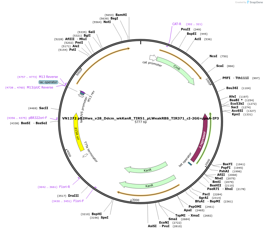 235120-plasmid-map-sequence-id-469388