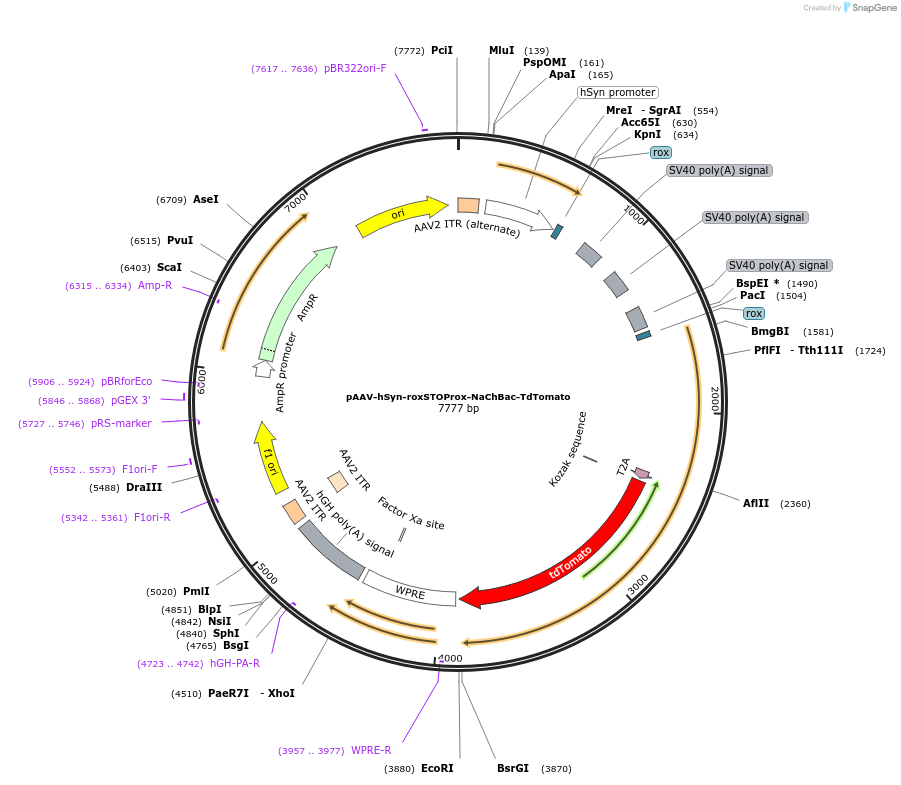 236253-plasmid-map-sequence-id-469422