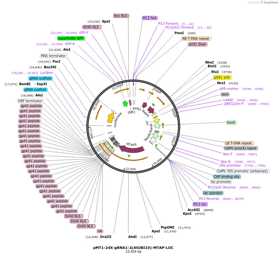 234372-plasmid-map-sequence-id-469423