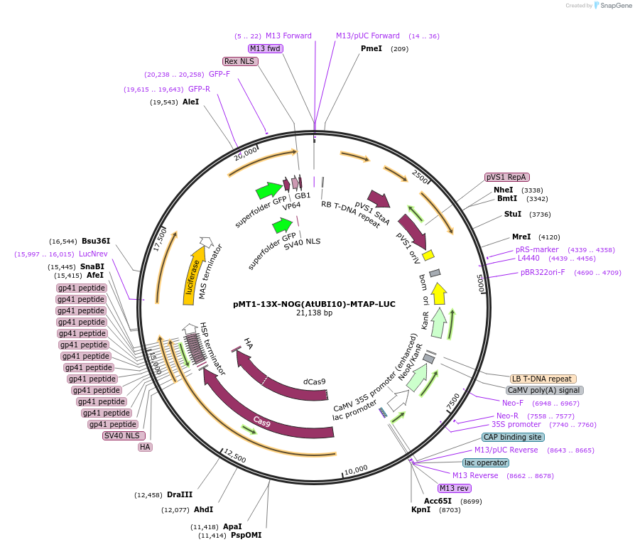 234371-plasmid-map-sequence-id-469425