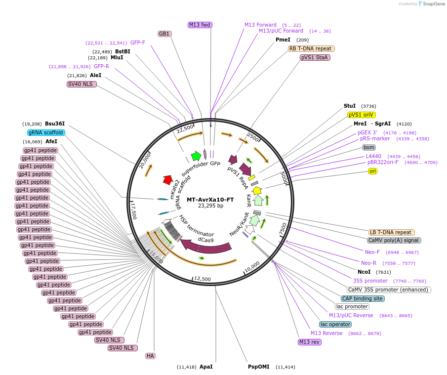 234373-plasmid-map-sequence-id-469429