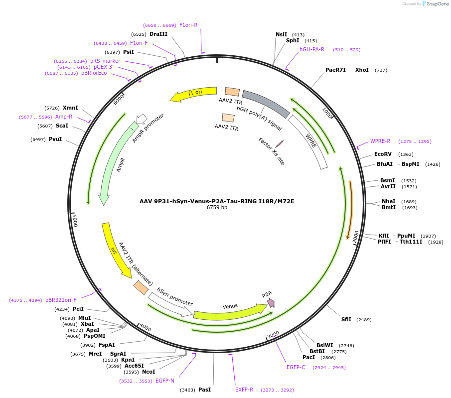 233694-plasmid-map-sequence-id-469452