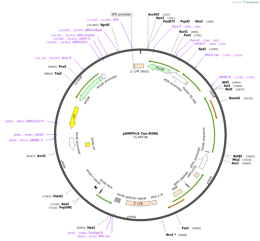 233688-plasmid-map-sequence-id-469453