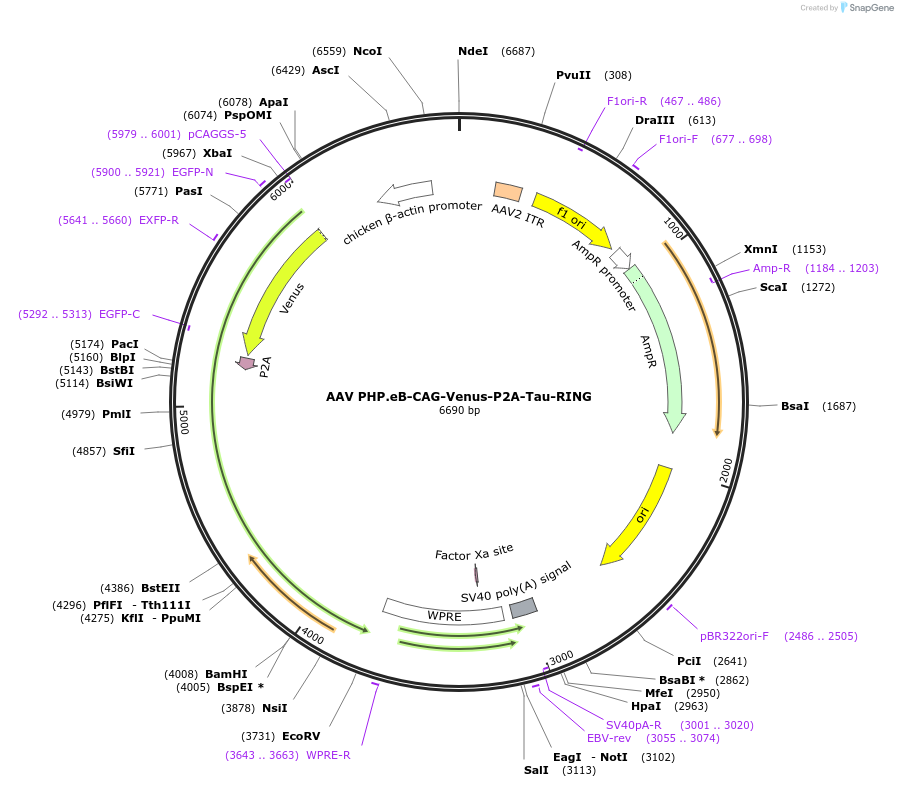 233696-plasmid-map-sequence-id-469454