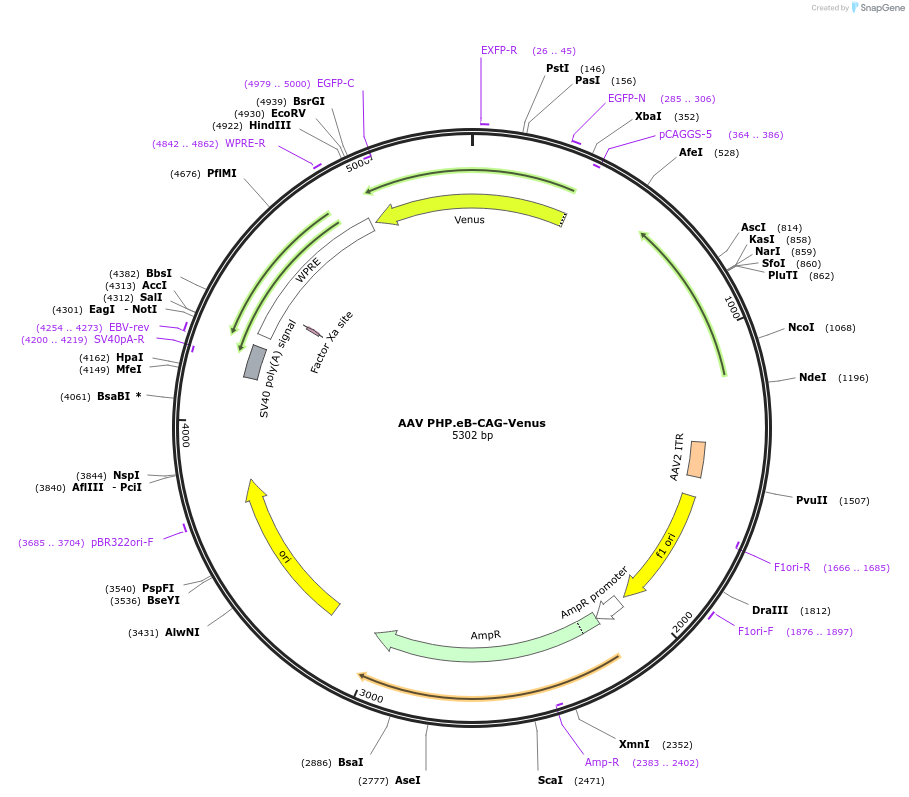 233695-plasmid-map-sequence-id-469455