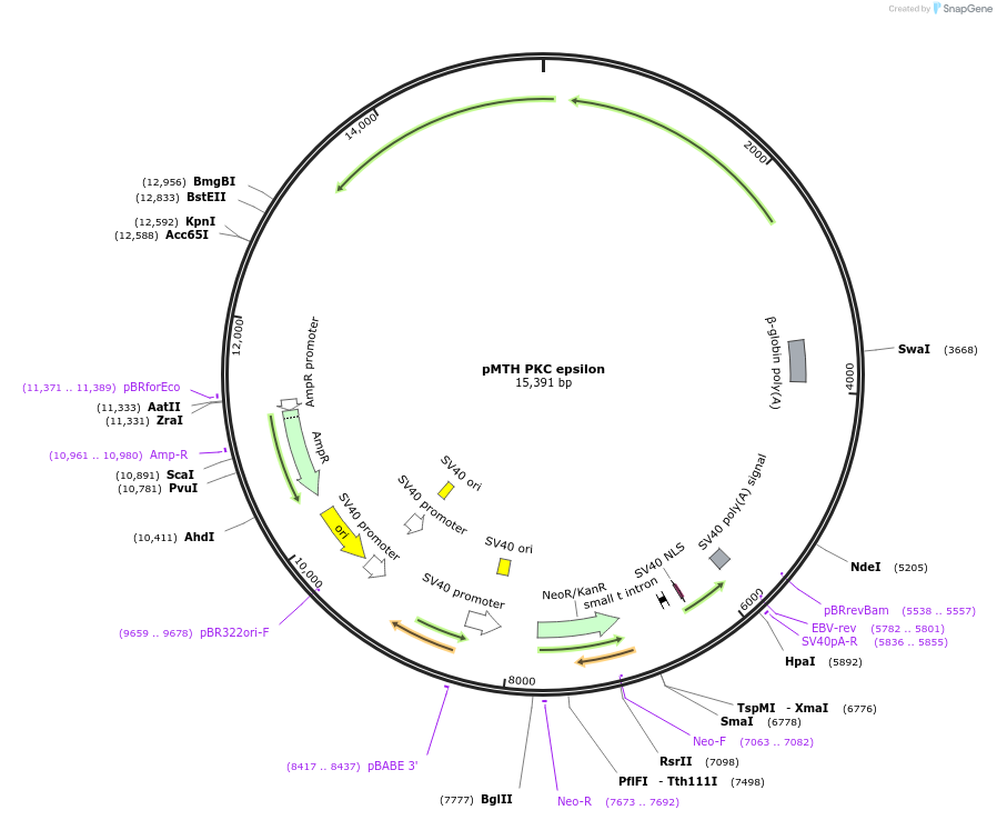 8413-plasmid-map-sequence-id-469456