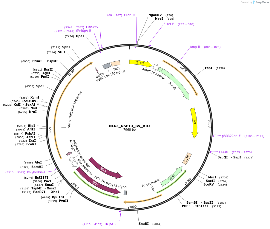 234381-plasmid-map-sequence-id-469462