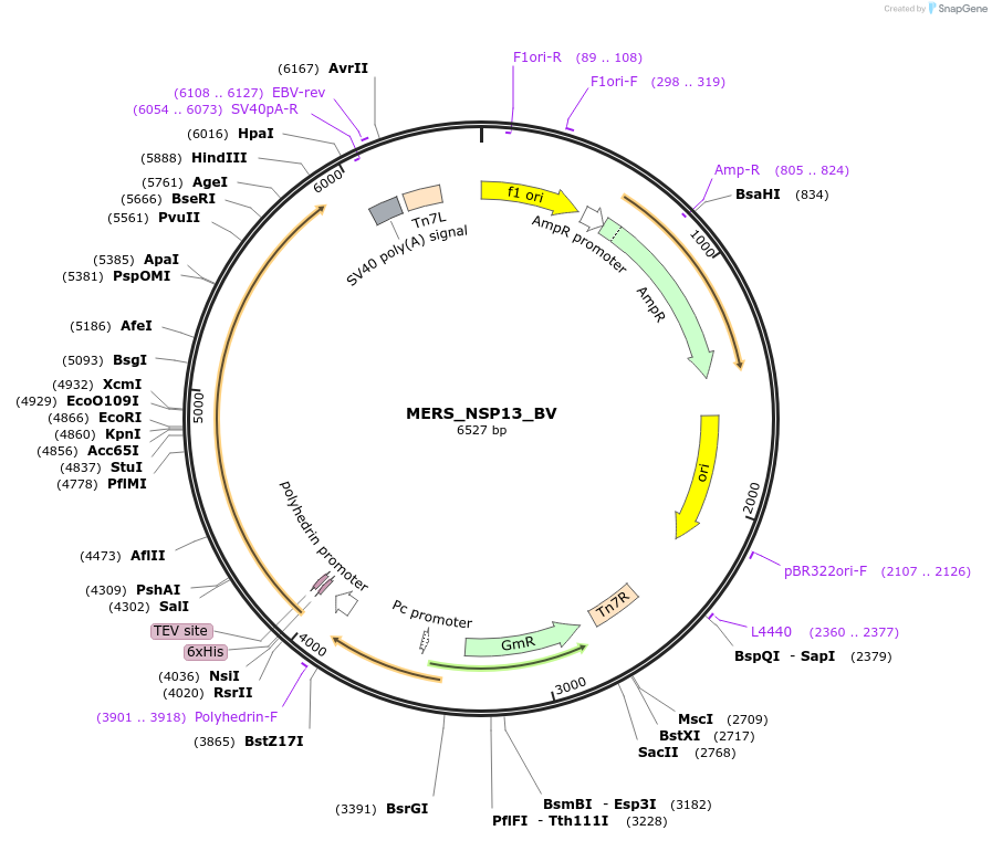 234378-plasmid-map-sequence-id-469466