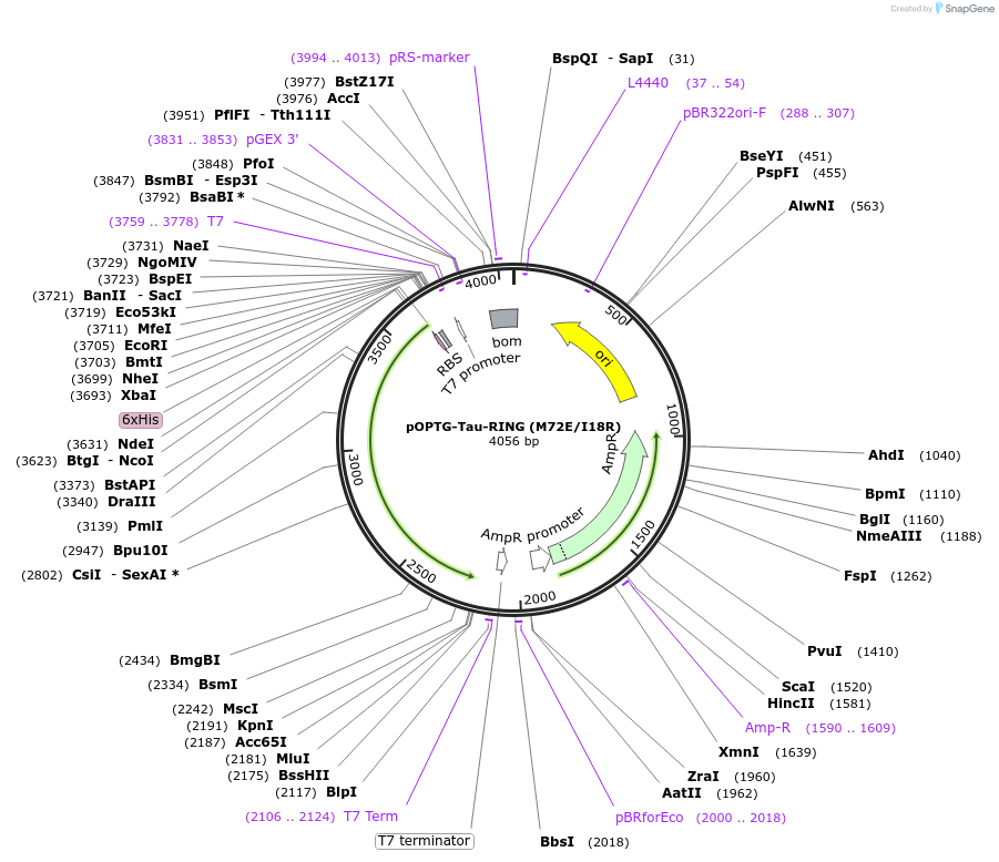 233692-plasmid-map-sequence-id-469467