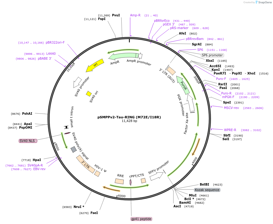 233690-plasmid-map-sequence-id-469468