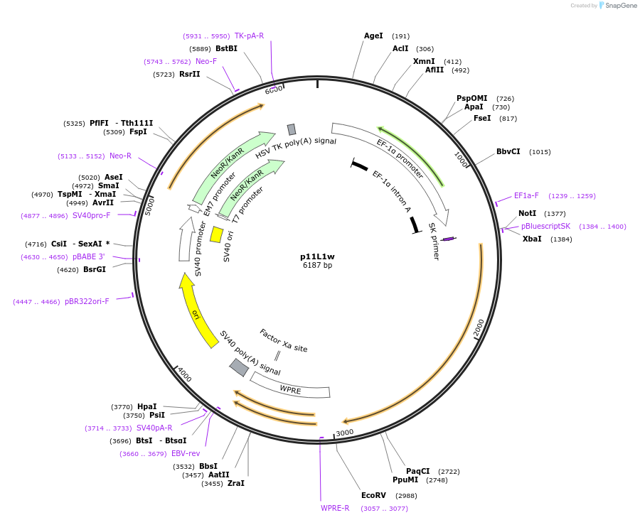 37330-plasmid-map-sequence-id-46947