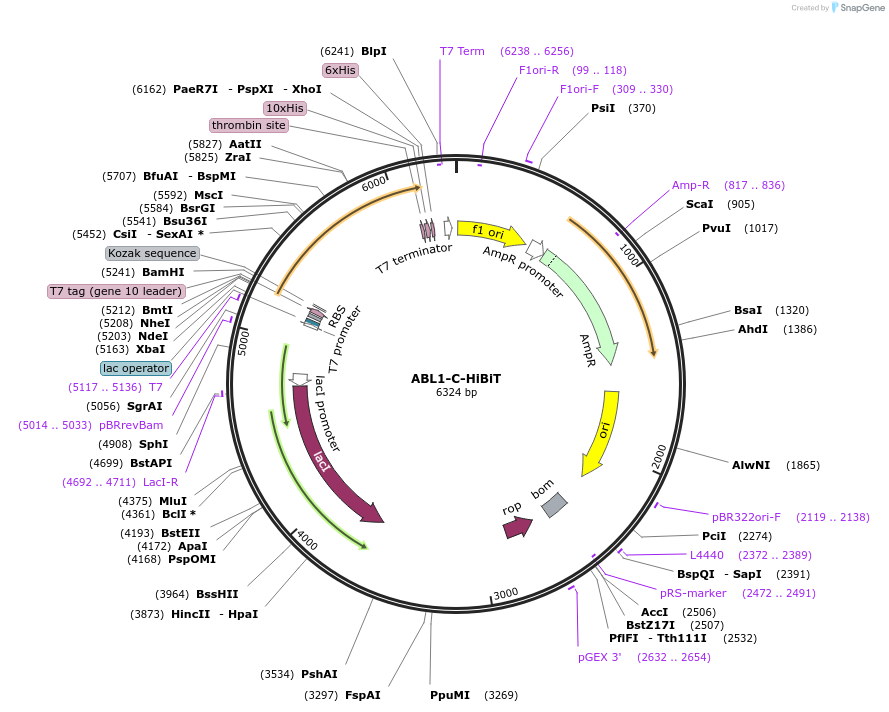 234568-plasmid-map-sequence-id-469471