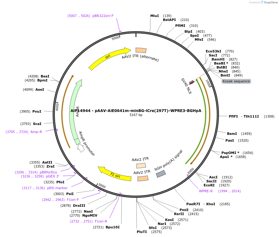 233572-plasmid-map-sequence-id-469519