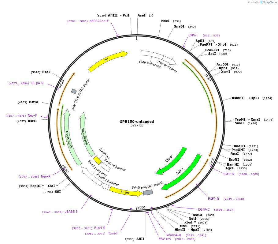233640-plasmid-map-sequence-id-469583