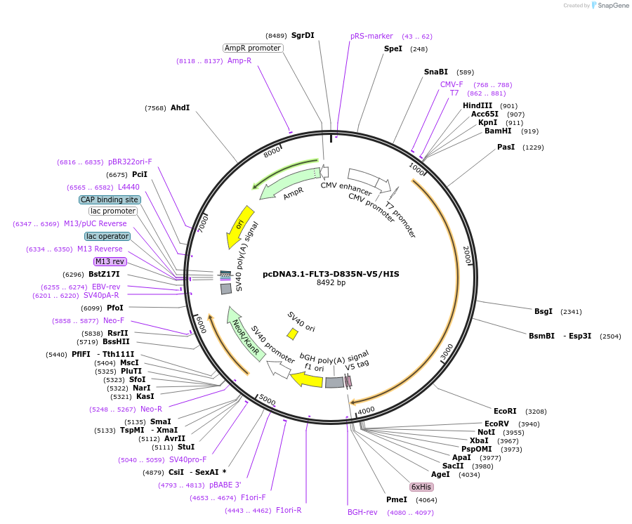 236008-plasmid-map-sequence-id-469587