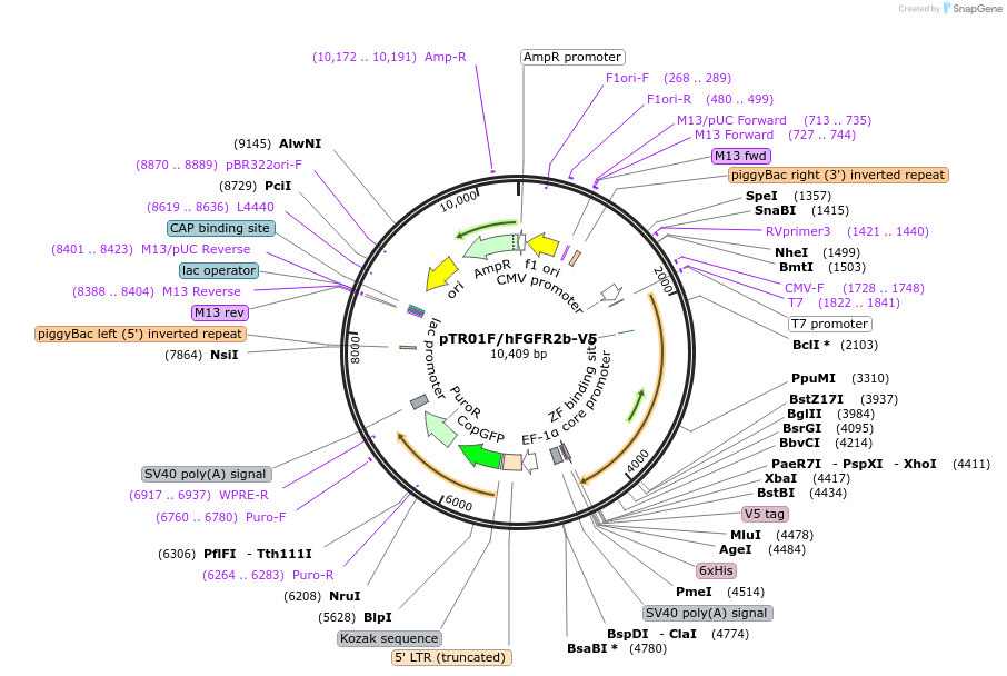 236014-plasmid-map-sequence-id-469588