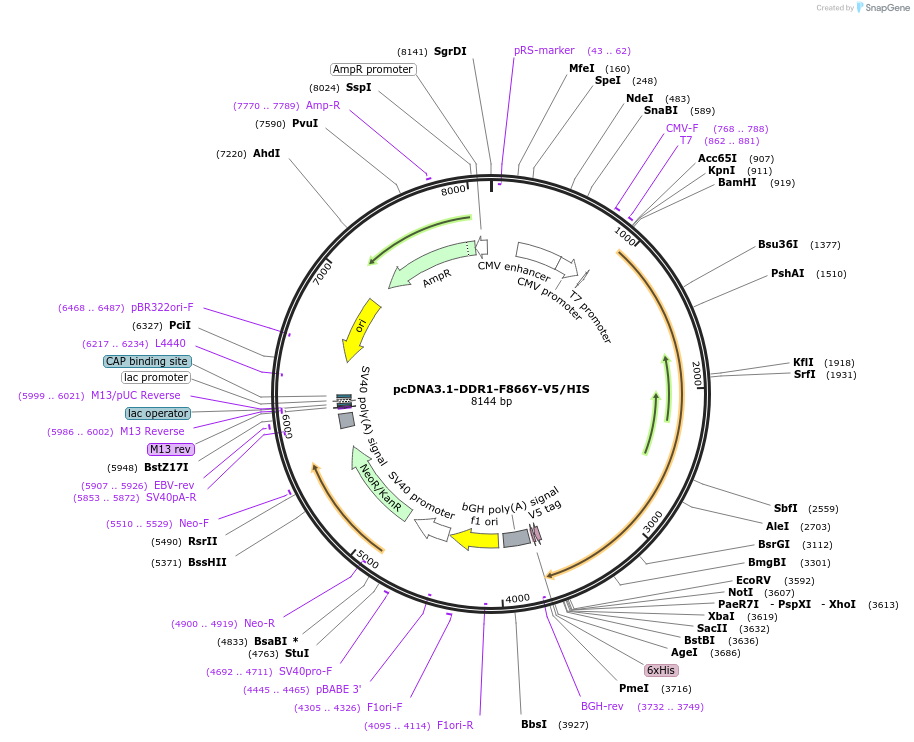 236009-plasmid-map-sequence-id-469590