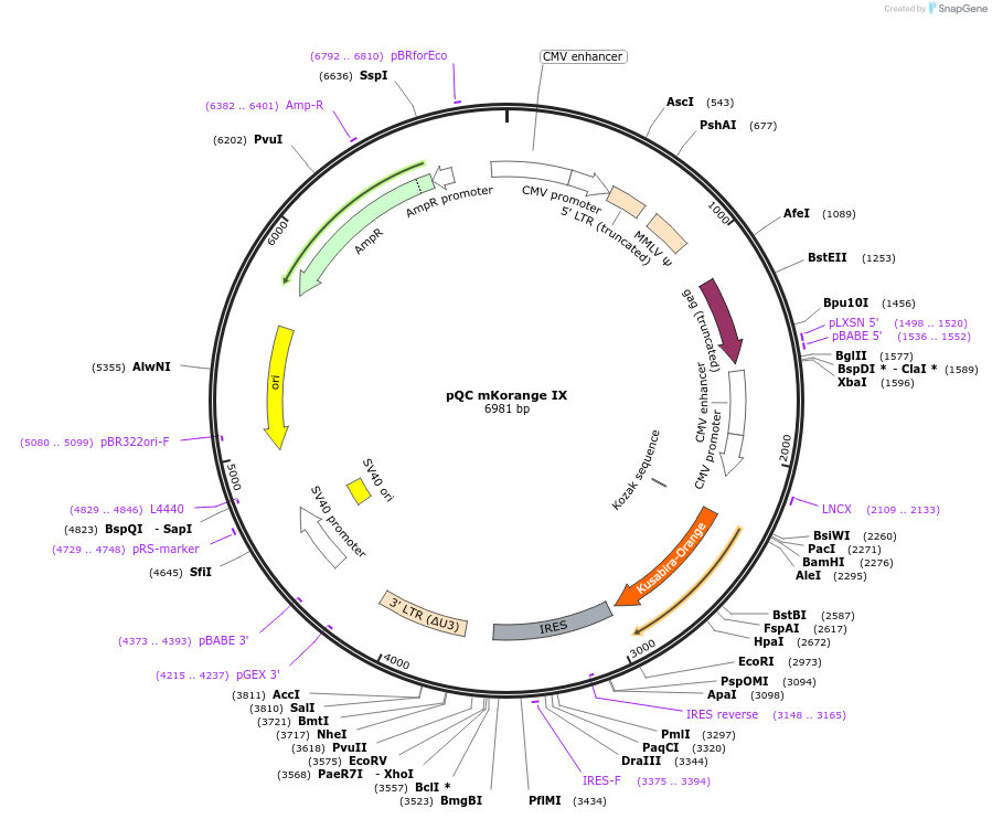 37344-plasmid-map-sequence-id-46960