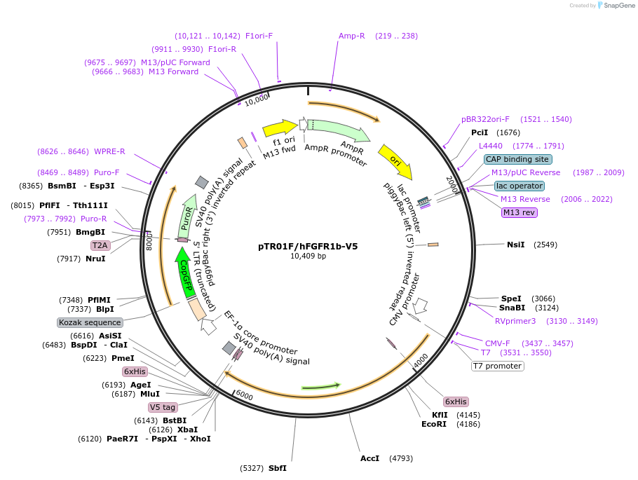 236012-plasmid-map-sequence-id-469600