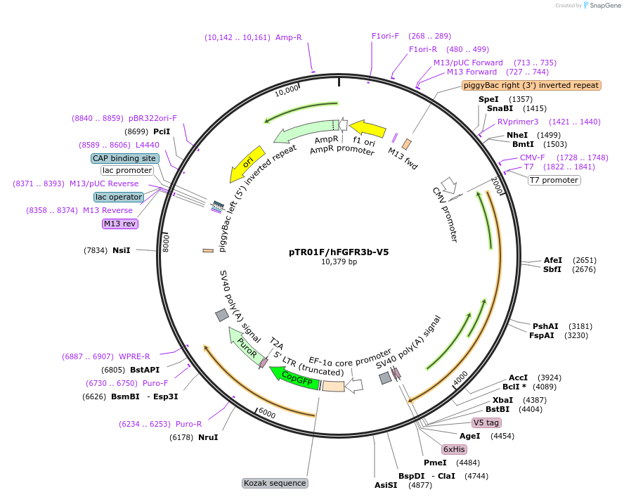 236016-plasmid-map-sequence-id-469604